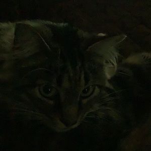 Meet your Posher, Donna